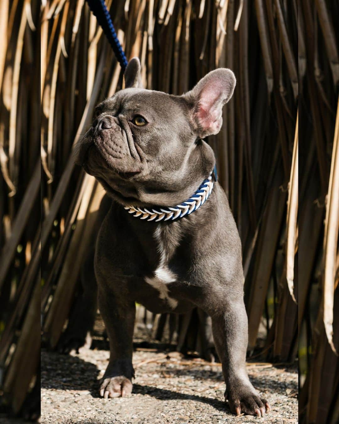 Style and sophistication for your four legged friend Your pup will love this elegant paracord collar in blue white and sand tones dogcollar elegant unicord petfashion dogleash paracord summe