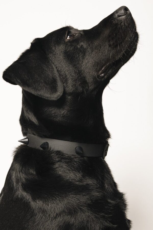 Waterproof Crocs Charm Collar Μαύρο Spikes