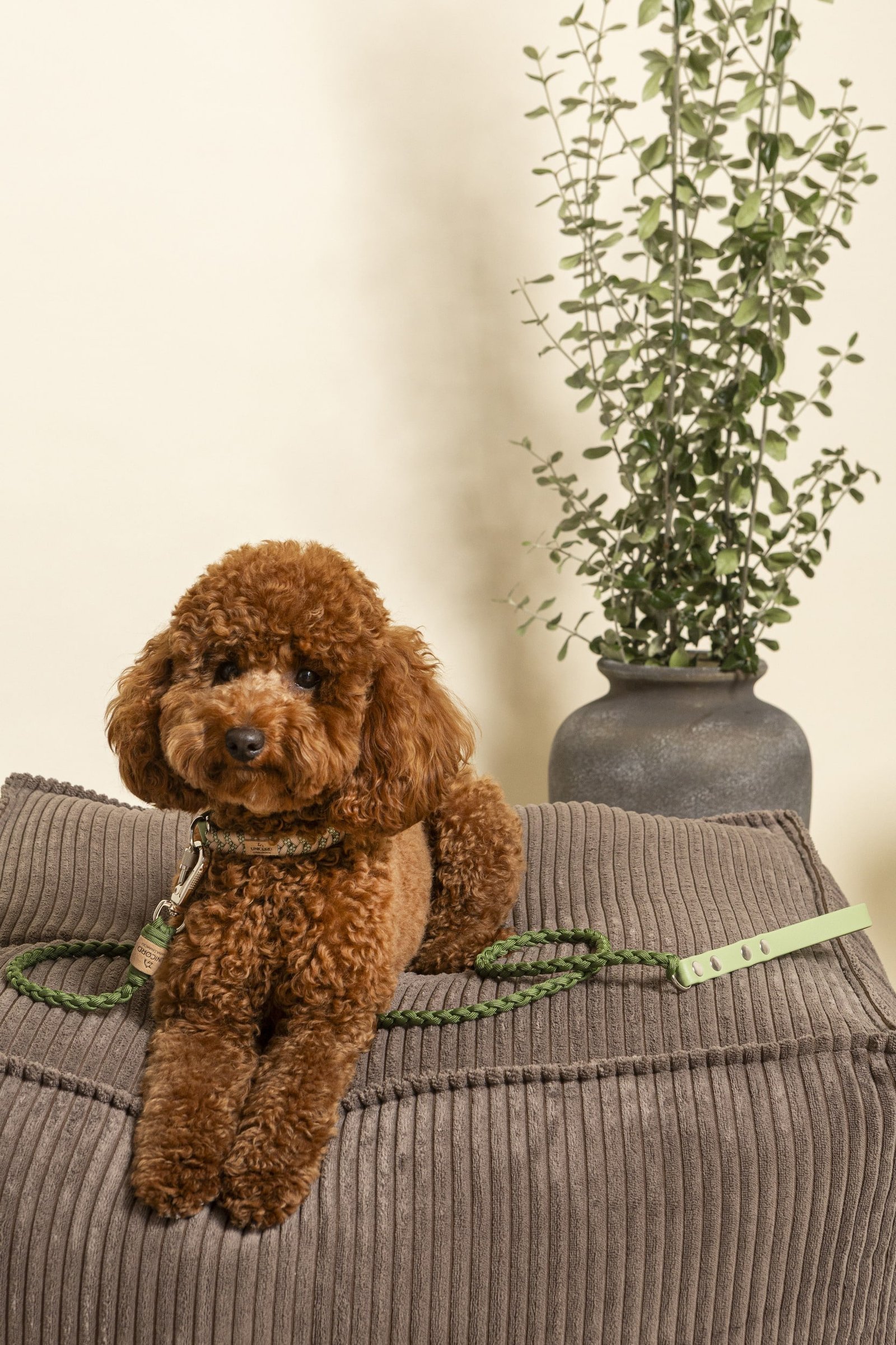 Waterfall Leash Πράσινο fern 2 Waterfall Leash Πράσινο fern - Εικόνα 2