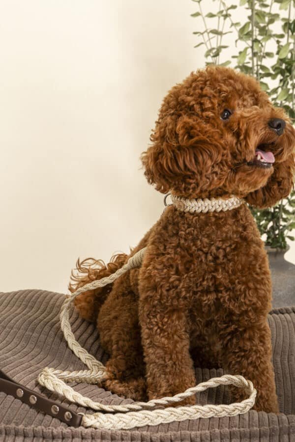 Braid Leash Καρό εκρού